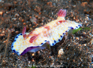 Running
Nikon D200, 60 micro, twin strobo
Komodo 2009 by Marchione Giacomo 